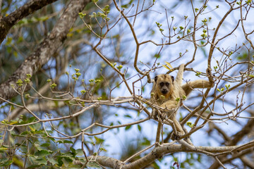 Um macaco amarelo empoleirado em galhos de um ipê.