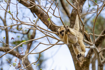 Um macaquinho pendurado em galhos de &aacute;rvore no bosque.