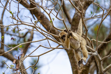 Um macaquinho pendurado em galhos de &aacute;rvore no bosque.