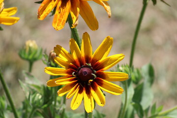 A bright yellow flower in a garden on a sunny summer day.
