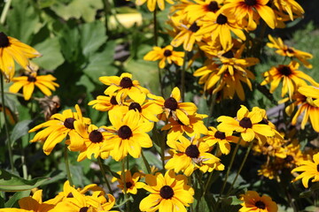 Obraz premium A bright yellow flower in a garden on a sunny summer day.