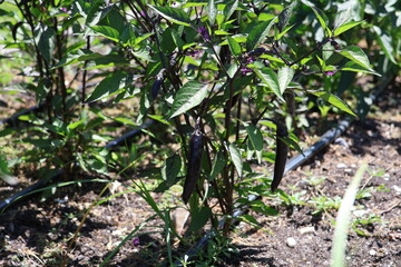 Dark purple peppers under a shaded plant.