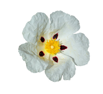 Cistus ladanifer - Rockrose growing wild in Western Portugal. An evergreen, its leaves produce an aromatic resin called Labdanum which is used in perfumes. Isolated on white background.