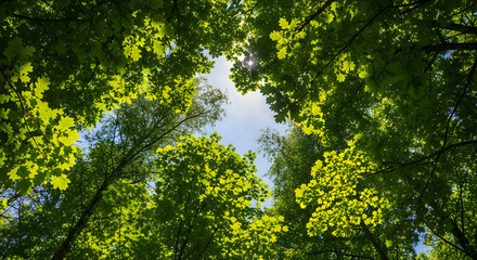 Looking up through lush green tree canopy with bright sun shining through leaves