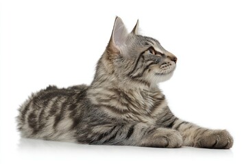 Obraz premium Gray tabby cat lies down, viewed in profile on white, looking right. Fur patterns are detailed and the cat appears relaxed and alert