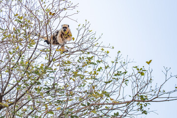 Uma macaco carregando um filhote nas costas, empoleirado em galhos de ipê sem flores.