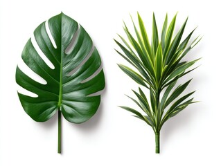 Two isolated tropical leaves against a white background. The left leaf is a split-leaf philodendron. The right leaf is a plant with narrow, striped leaves