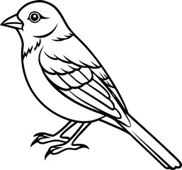 Elegant songbird line art illustration isolated on white background isolated on transparent background