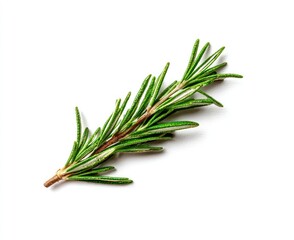 Fototapeta premium A sprig of fresh rosemary lies diagonally across a white background, showcasing its needle-like leaves and woody stem, casting a subtle shadow