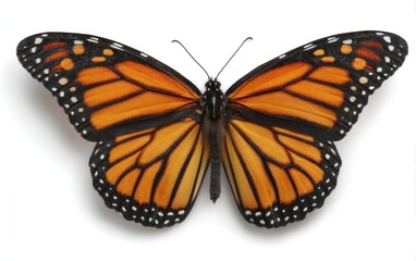 Fototapeta premium Vivid orange monarch butterfly isolated on white. Wing details showcase striking black veins and white-spotted edges, casting a delicate shadow