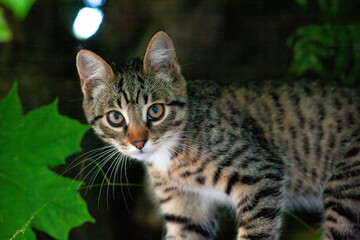 Portrait of cute suspicious tabby kitten, sitting outdoors in green leaf