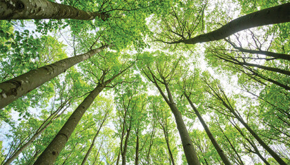 Obraz premium Beech Trees Forest in Early Spring, from below, fresh green leaves on the branches; selective focus