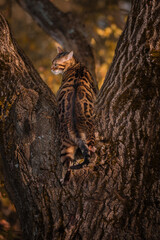 A beautiful Bengal cat among foliage and trees. Domestic cat hunting in the forest