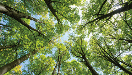 Fototapeta premium Beech Trees Forest in Early Spring, from below, fresh green leaves on the branches; selective focus