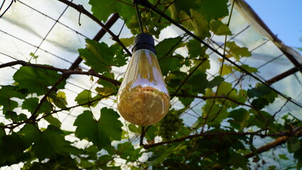 hanging light bulb under plastic sheet with vine plant, containing nest-like organic material inside, illuminated by sunlight in garden or greenhouse setting