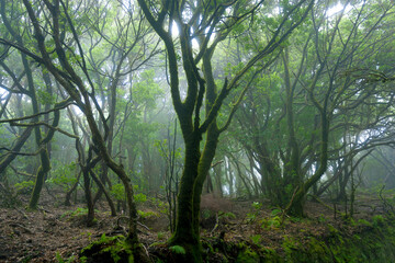 Anaga rural park, Tenerife island, Spain