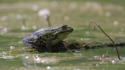 żaba frog © Marek Polak