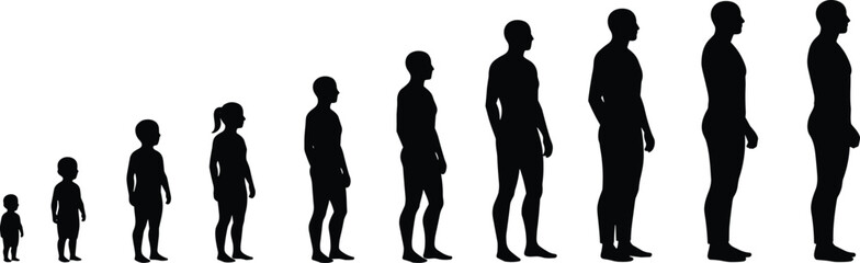 Human growth progression from childhood to adulthood, silhouette illustration of aging, people development stages, life evolution, body height increase