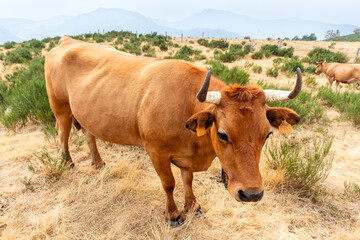 Cows in the Leitariegos Valley in Asturias, with the air polluted by smoke from the August 2025 forest fires.