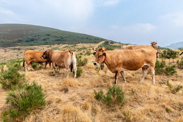 Cows in the Leitariegos Valley in Asturias, with the air polluted by smoke from the August 2025 forest fires.