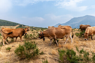 Cows in the Leitariegos Valley in Asturias, with the air polluted by smoke from the August 2025 forest fires.