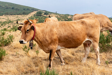 Cows in the Leitariegos Valley in Asturias, with the air polluted by smoke from the August 2025 forest fires.