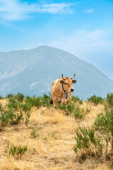 Cows in the Leitariegos Valley in Asturias, with the air polluted by smoke from the August 2025 forest fires.