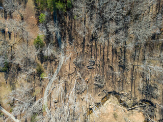 Aerial top down destroyed forest winter after Hurricane Helene damage Appling Augusta Georgia