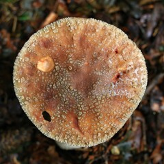 Closeup top view of blusher (Amanita rubescens) mushroom cap showing detailed surface texture