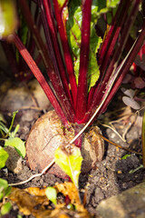 Freshly grown beets emerging from the soil in a garden during a sunny afternoon in early autumn