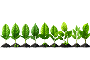 Transparent Background Minimalist Eco Illustration of Young Plants Growing in Soil, Stages of Development