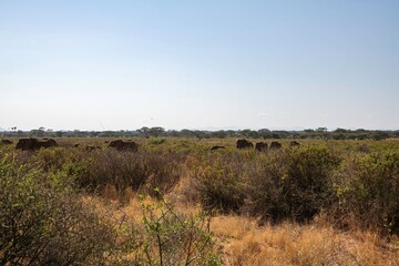 Obraz premium Herd of African elephants walking through the bushland of the Samburu national park in Kenya