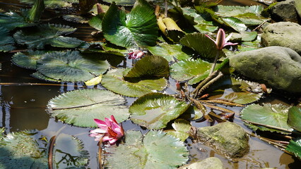 pond with floating lily pads and blooming pink water lilies, some flowers fully open, others closed, water surface gently rippling with visible rocks and reflections in tranquil setting