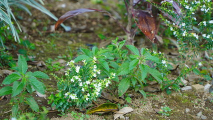 Obraz premium A close-up of small green plants with tiny white flowers growing in a garden bed.