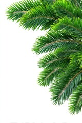 Fototapeta premium Lush green pine branches cascade down the right side, creating a natural frame against a stark white background. Fine details visible on the needles