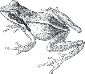 Naklejka premium An intricately detailed illustration of a frog showcasing its unique features and natural beauty.