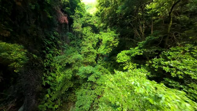 Bosque de los Tilos, La Palma, Canary Islands, Spain
