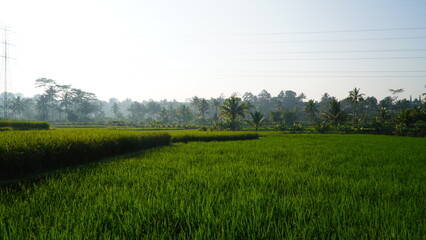 Lush green rice fields with palm trees in the background under a hazy sky.