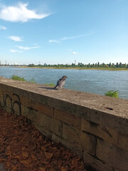 Eine Rabenkrähe auf einer Mauer am Rhein