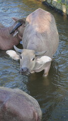 A water buffalo looks at the camera while standing in a shallow, murky stream with other buffaloes.