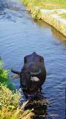 A water buffalo stands in a shallow stream.