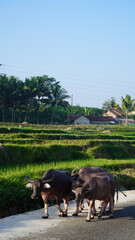 A group of water buffaloes walking on a road alongside a vibrant green rice field in a rural landscape.