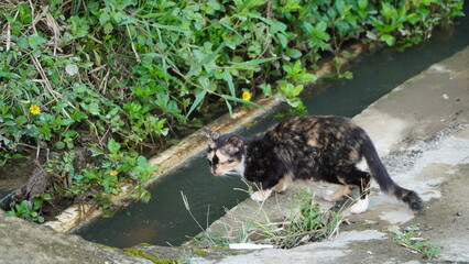 A calico cat walks along the edge of a concrete ditch with green plants in the background.