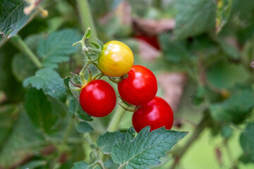 Cherry Tomatoes on the Vine