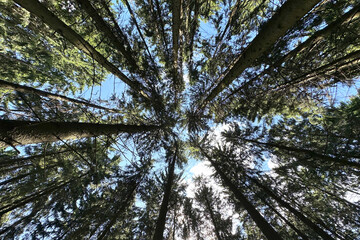 Look up through a pine canopy—sun rays, clean air, calm. Eco tourism forest retreat for wellness, mindfulness, digital detox and slow travel. Perfect for brands, eco hotels, nature escapes, serenity.