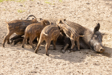 Wild Boar Pig, Nursing Piglets Sus scrofa.