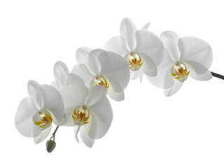 Obraz premium orchid isolated on white background