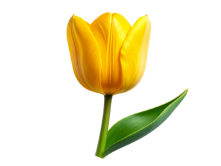 yellow tulip on white background