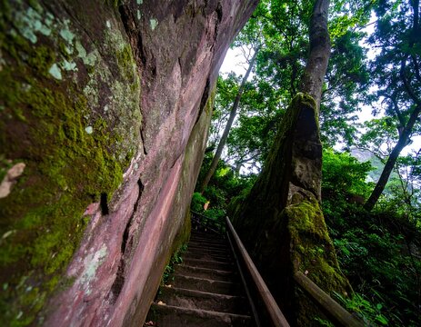 Hiking path through a mossy forest - Powered by Adobe