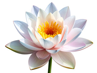 pink water lily isolated